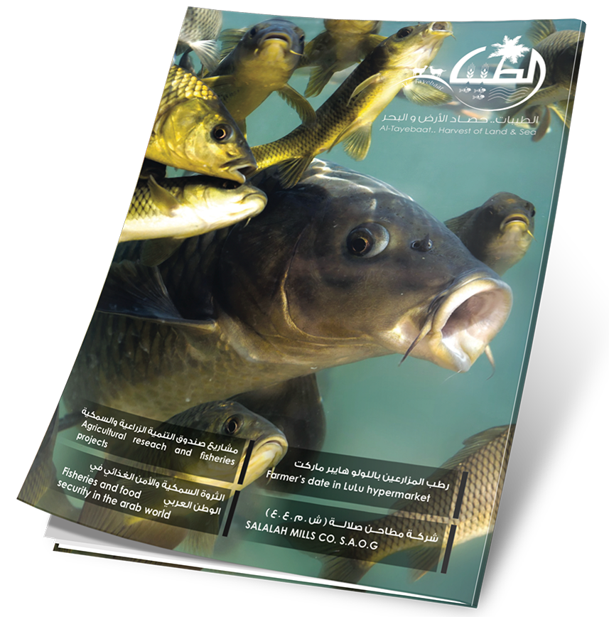 غلاف العدد 13